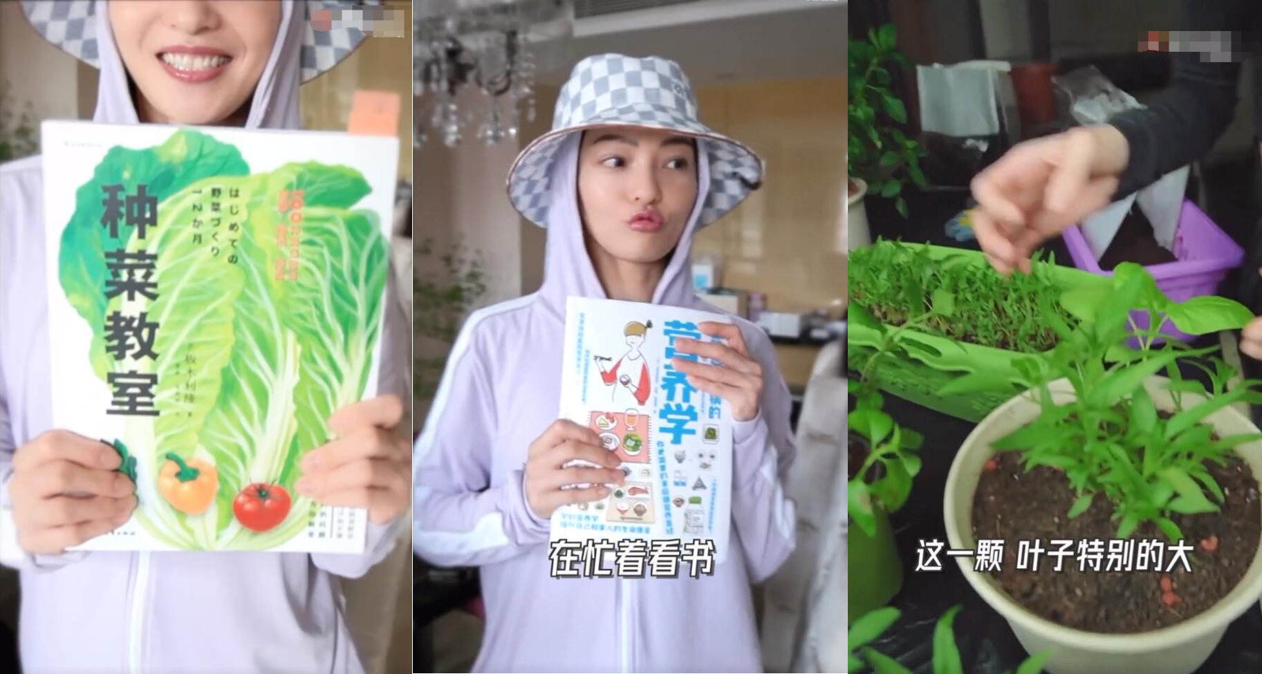 是女明星也是“菜农”！柳岩吃过刘亦菲种的茄子，张馨予家有农场