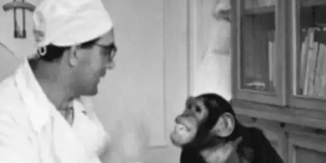 苏联想让人怀上猿猴孩子的实验，不及英国人兽杂交胚胎实验疯狂