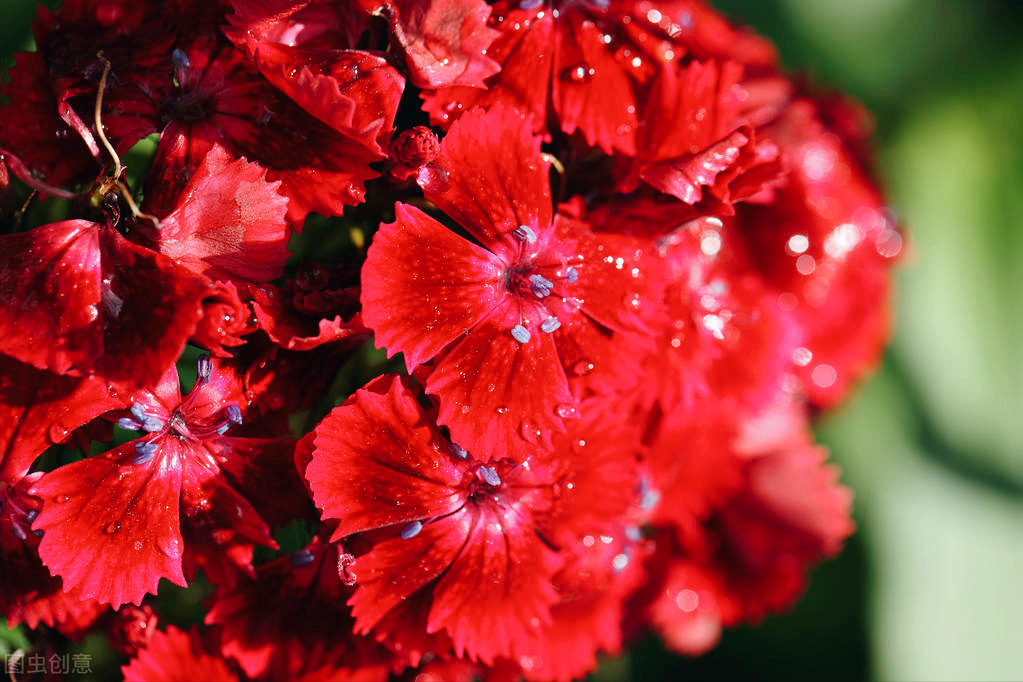 一花一悦一世界，繁花争艳，花迎小年；欢乐开怀，幸福常伴