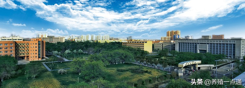 杨开伦（白族），云南大理人，新疆农业大学动科院长，牛羊专家