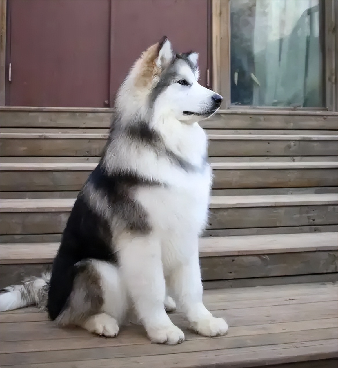 雪橇三傻之一:阿拉斯加,究竟有什么魅力?