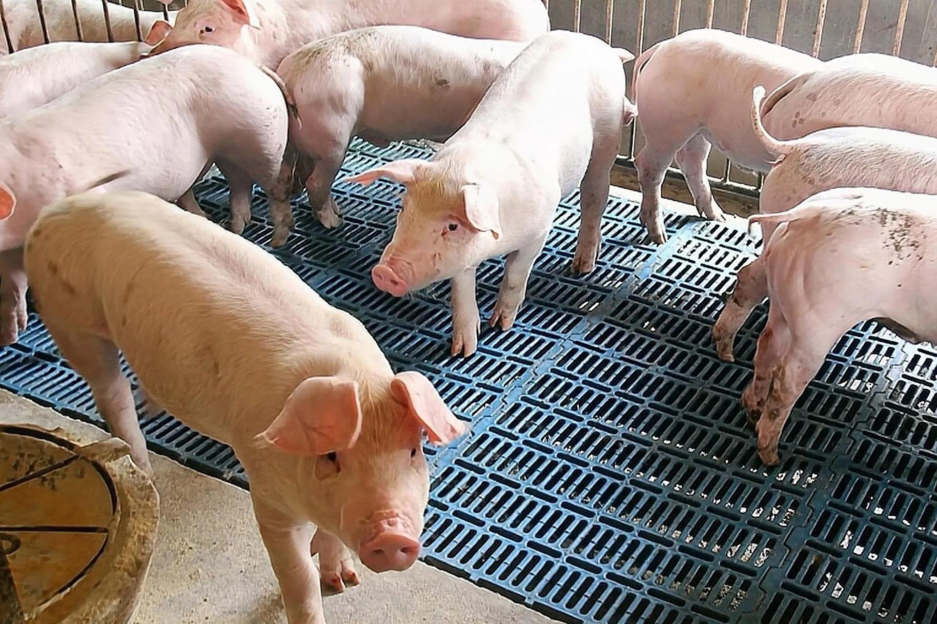 想养猪又怕遭遇“寒冬”，怎么办？老农：用合同养殖模式比较靠谱