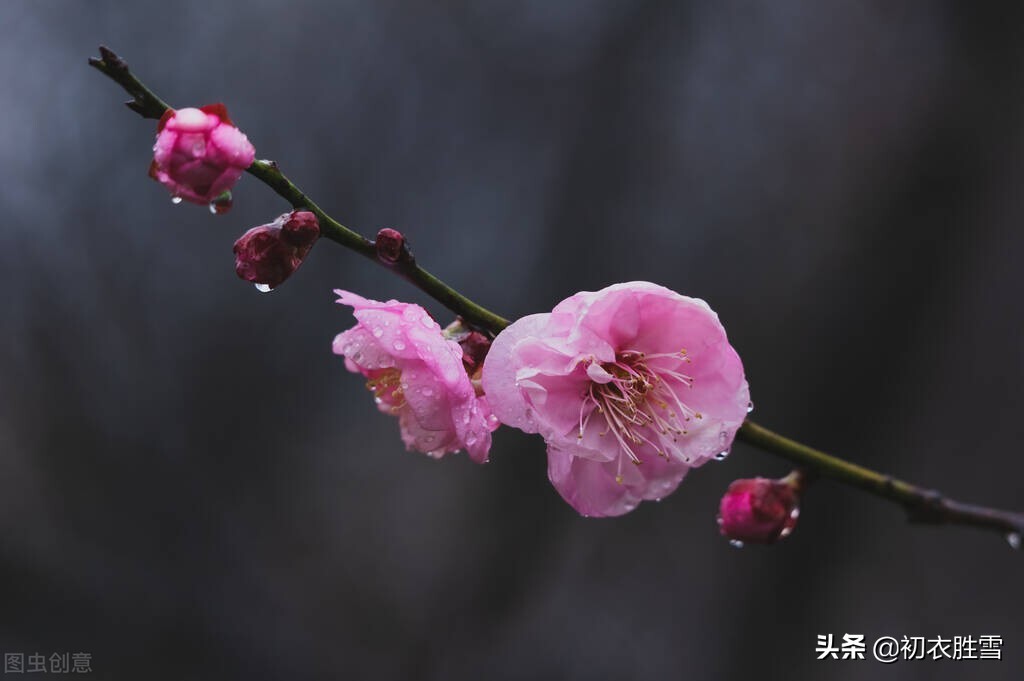 春寒梅花美诗五首：雨后春寒冽，窗下有梅花