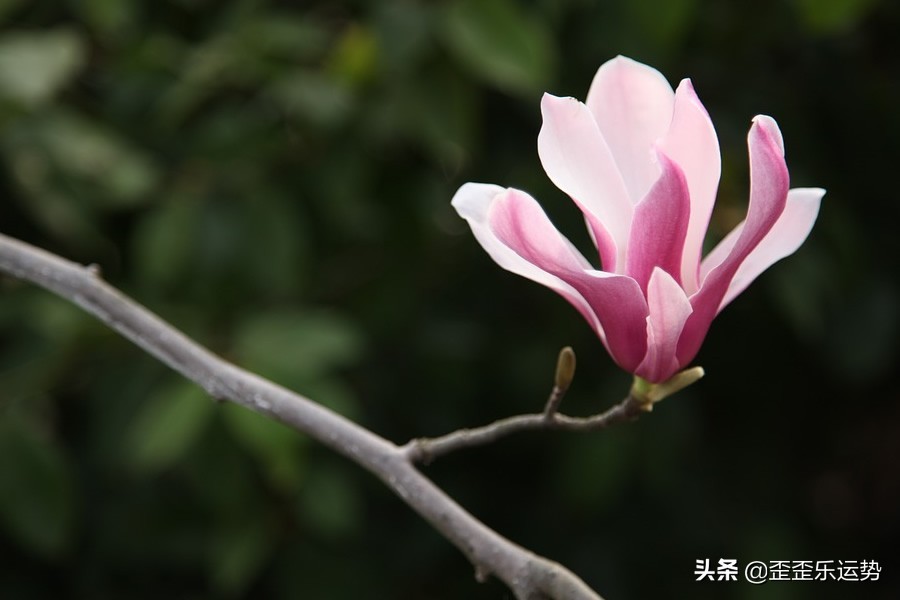 双子座周运势3.7-3.13，帮助是互相的，知恩图报会收获好运