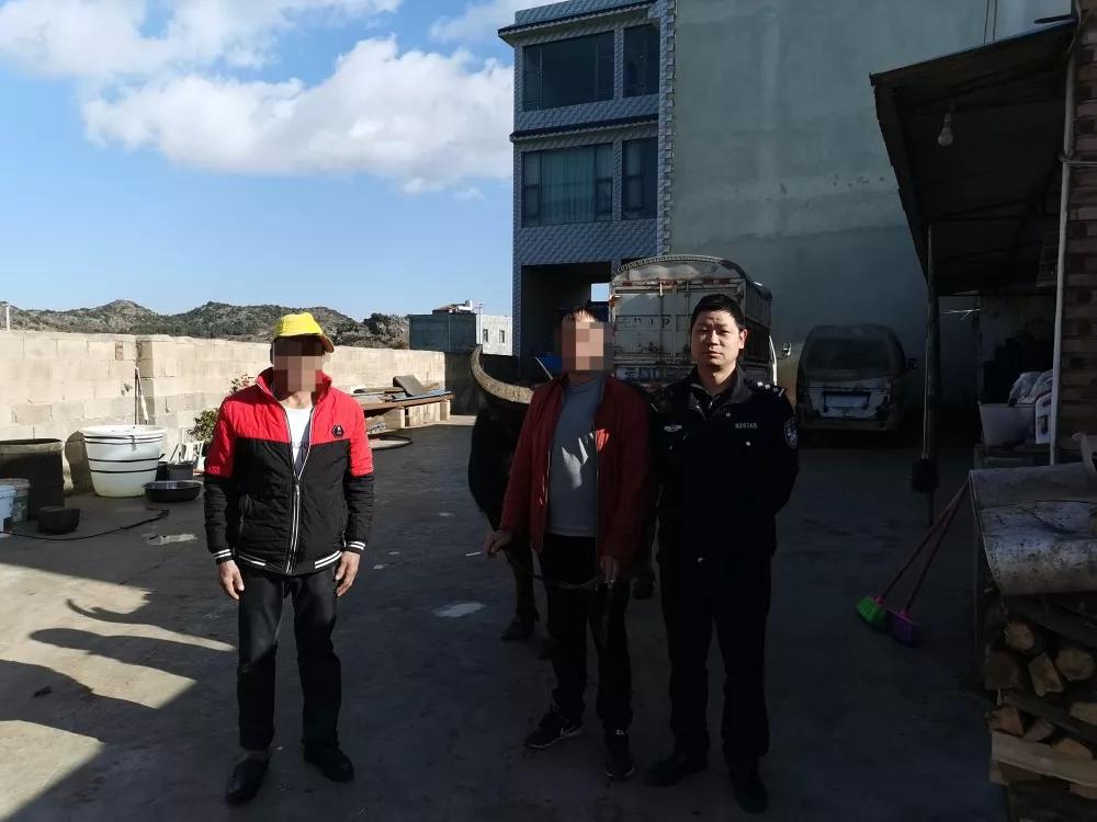 陆良一头耕牛夜间“出逃”，半路就被民警“截胡”了