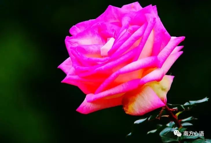 花若盛开，蝶自飞来，人若精彩，幸福开怀