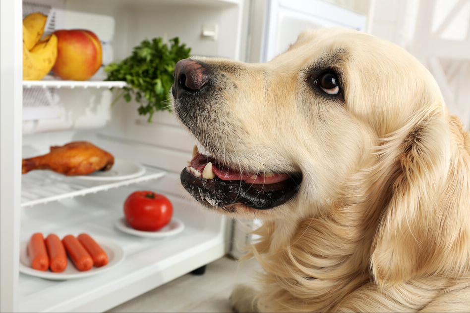 狗狗可以吃白萝卜吗（适合狗狗吃的几种食物）