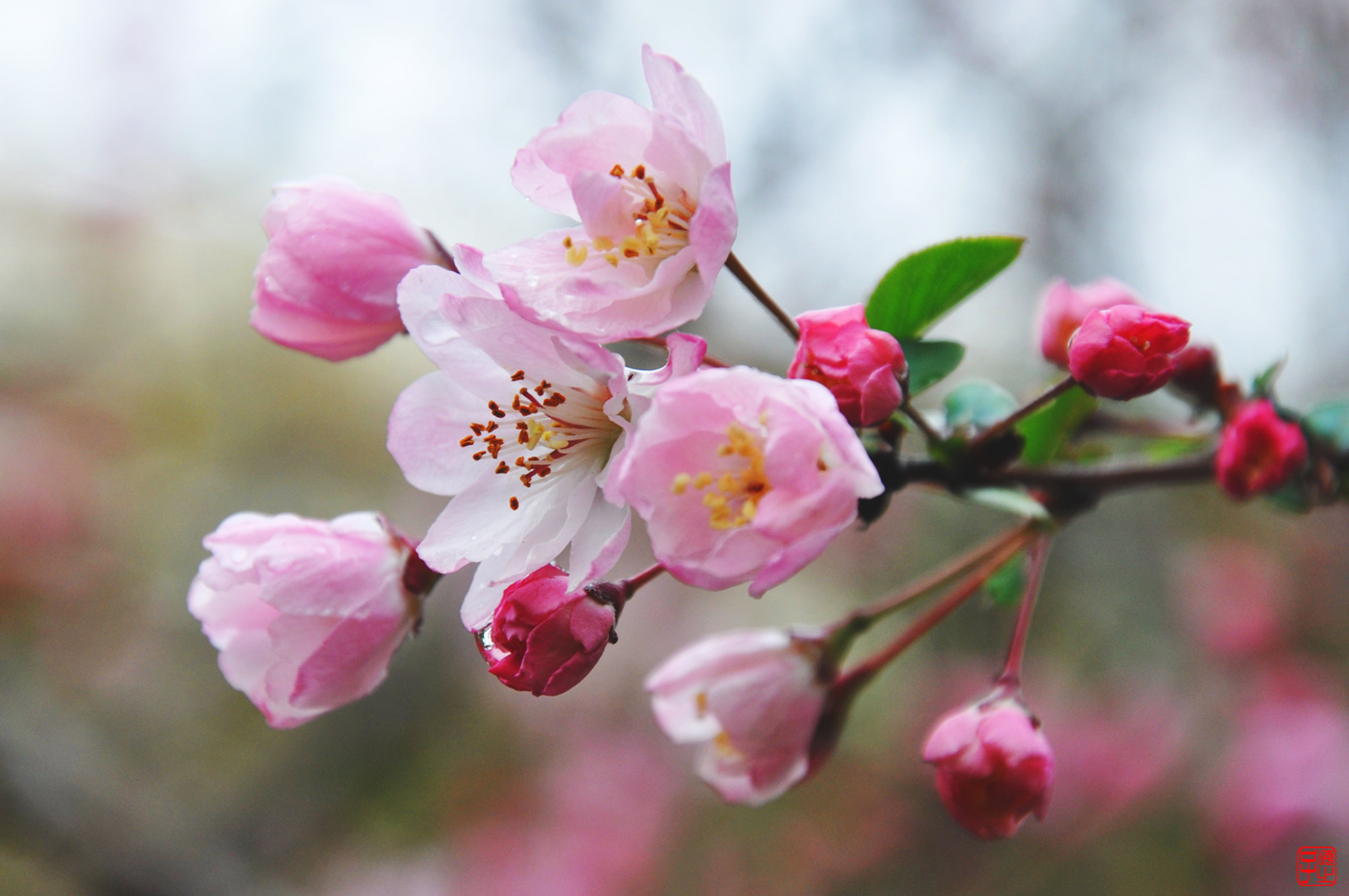 花枝妩媚韵春风