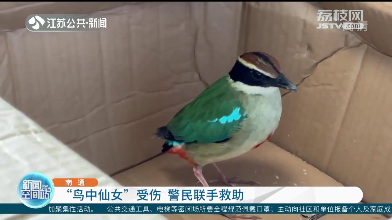 南通：&ldquo;鸟中仙女&rdquo;受伤 警民联手救助
