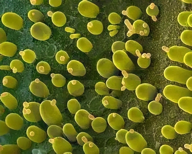 水產五種有益菌種：光合菌，芽孢桿菌，乳酸桿菌，硝化菌和酵母菌