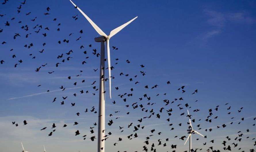 为何风力发电会遭强烈抵制，真有“巨大的危害”吗？真相是什么？