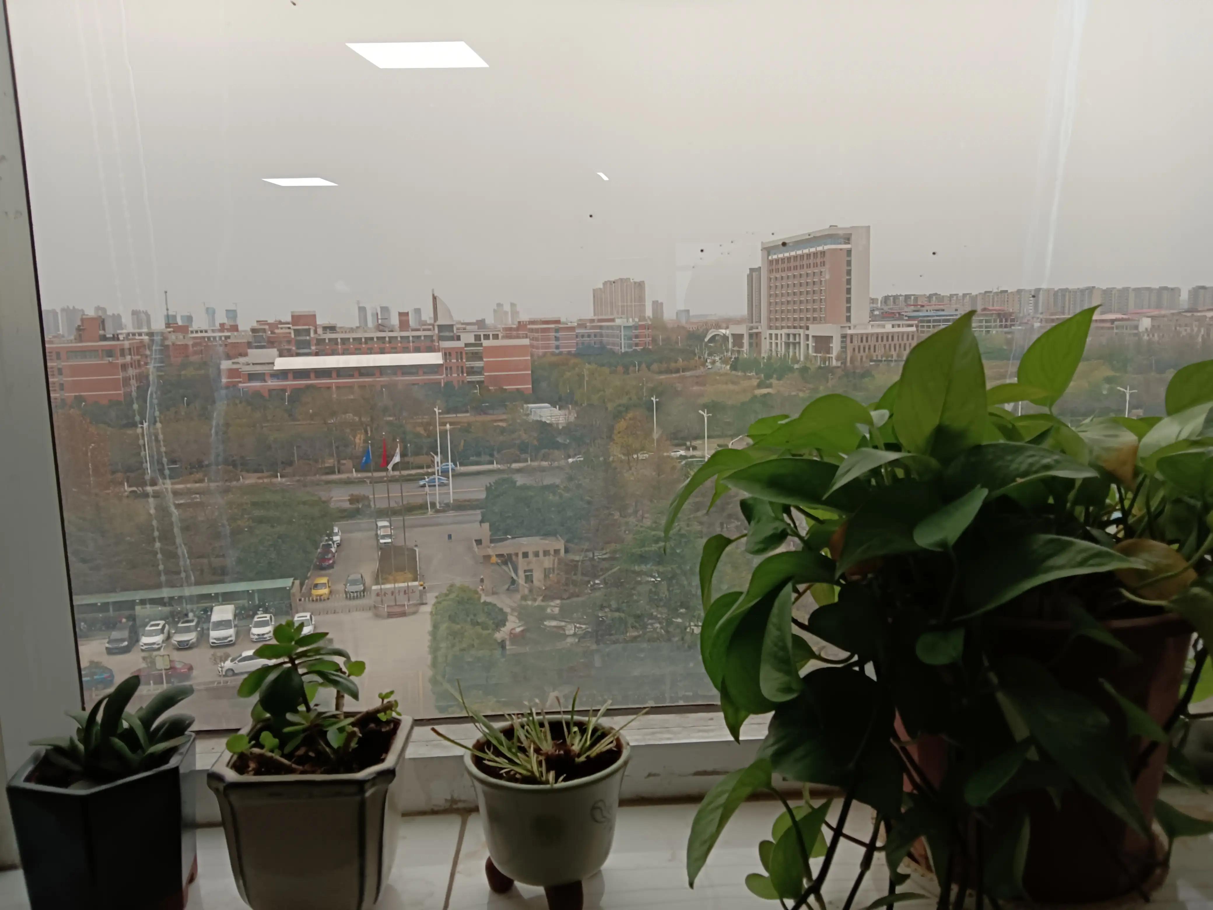 办公室窗台上的花草