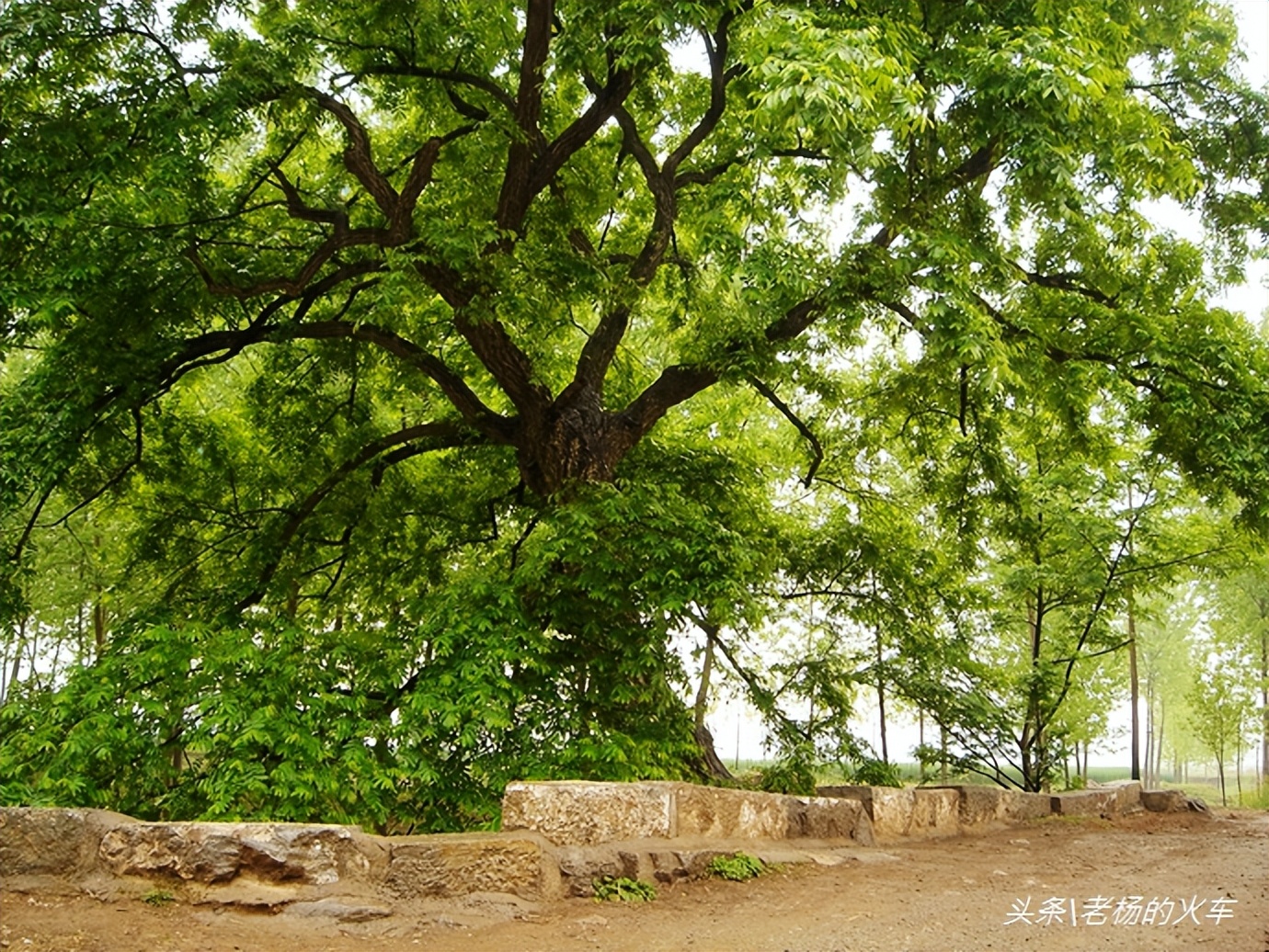 2011年拍摄的“树驮桥”古朴原始，树桥共生，相依为命