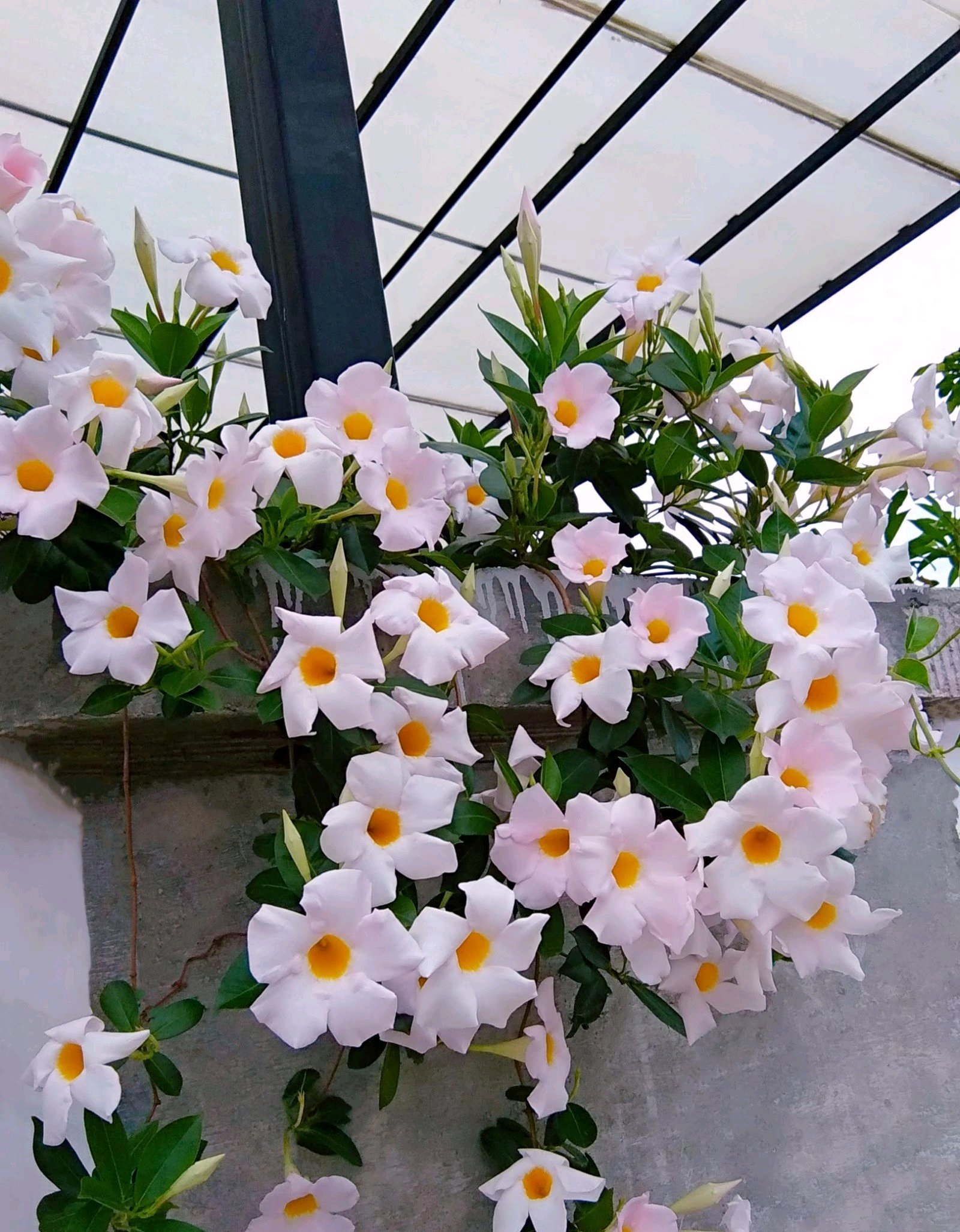 飘香藤的花期和寿命(适合阳台养的藤本花卉飘香藤)