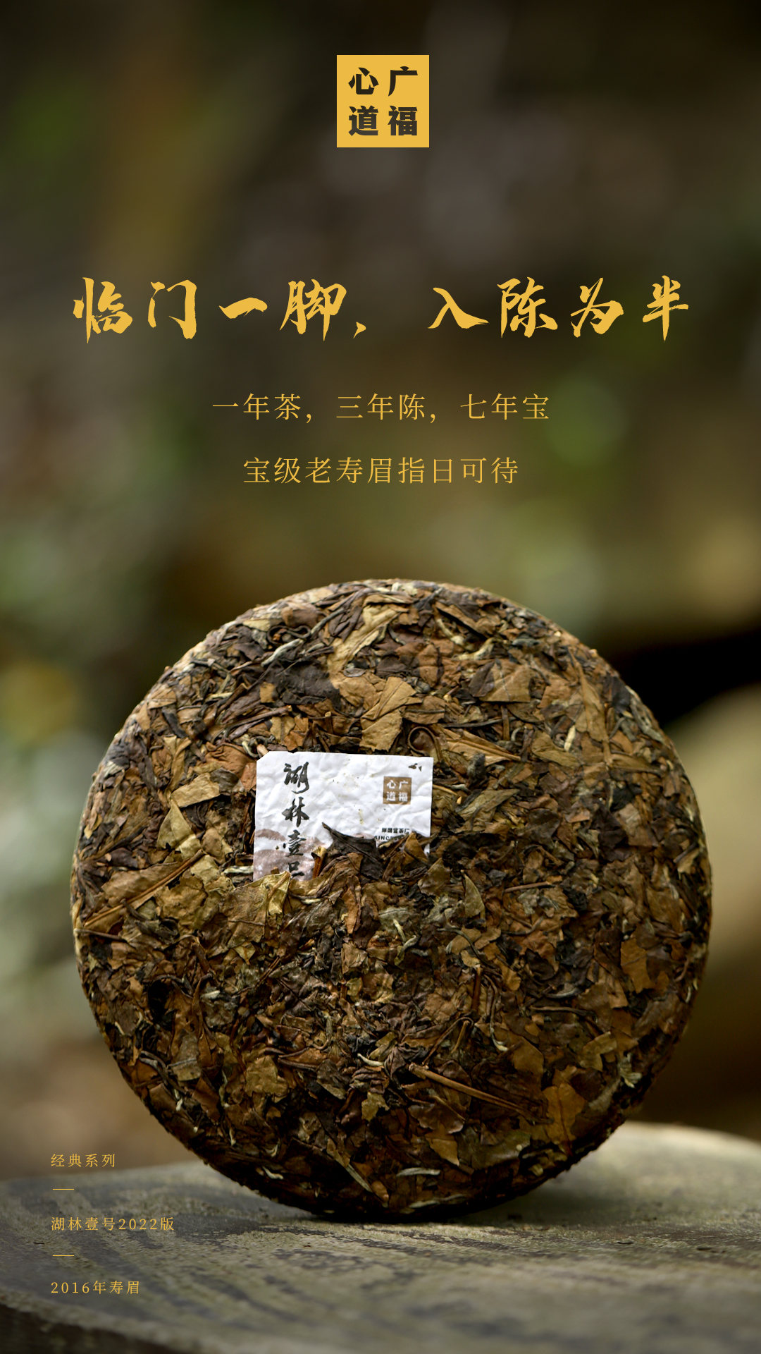 广福心道福鼎白茶湖林壹号上新，心道老茶初门槛，磻溪寿眉真关卡