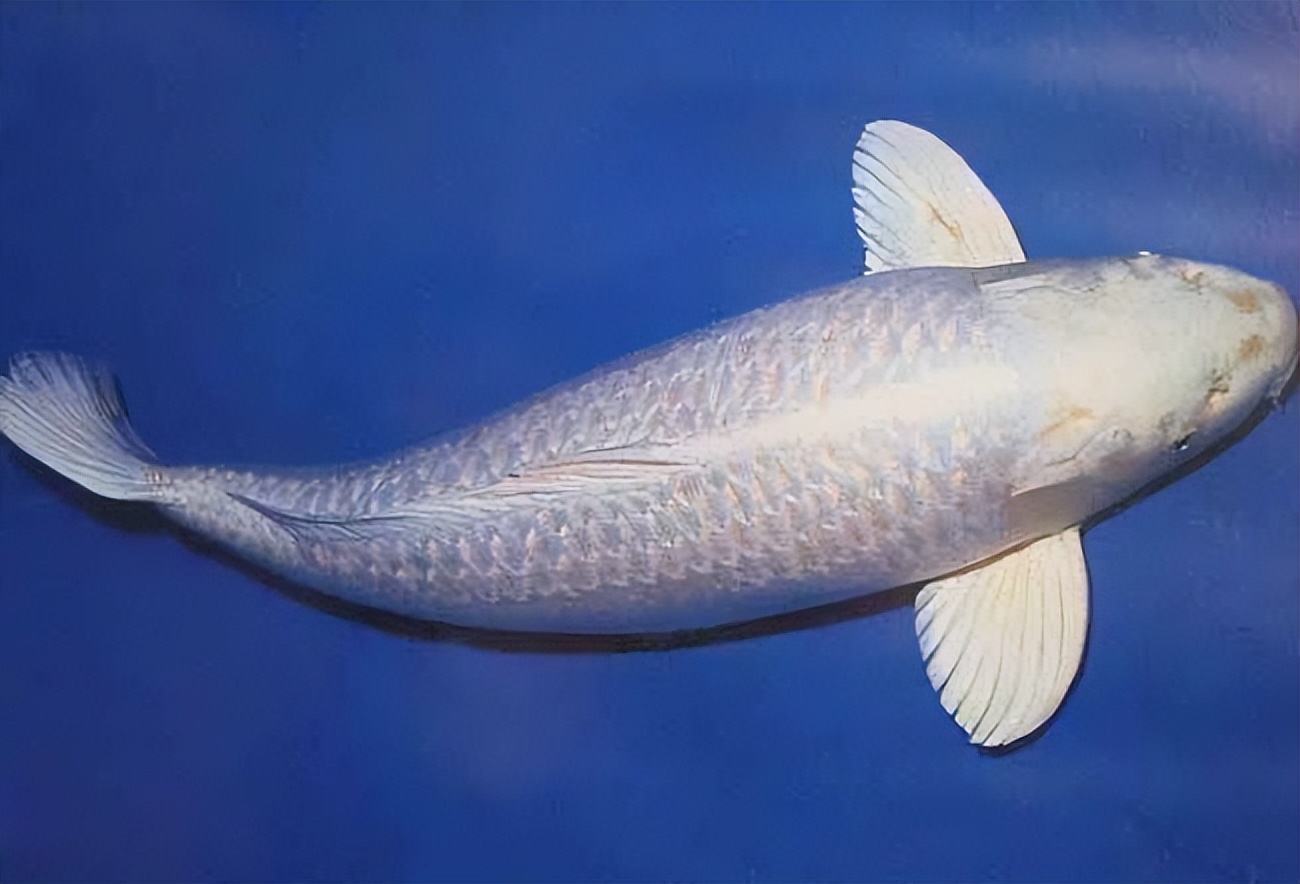 一条好的白金鱼,必须肤体洁白,有光泽,头部无阴影,胸鳍闪耀,有清晰的