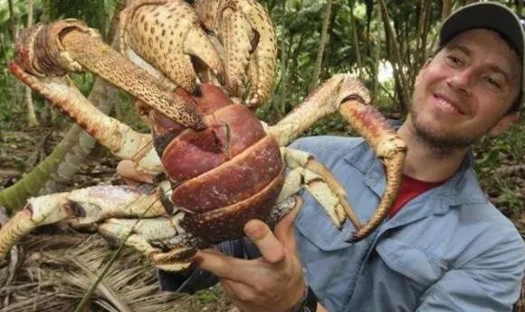 位列世界上最大的螃蟹第三位,是一只体型巨大的椰子蟹,这是一只陆地