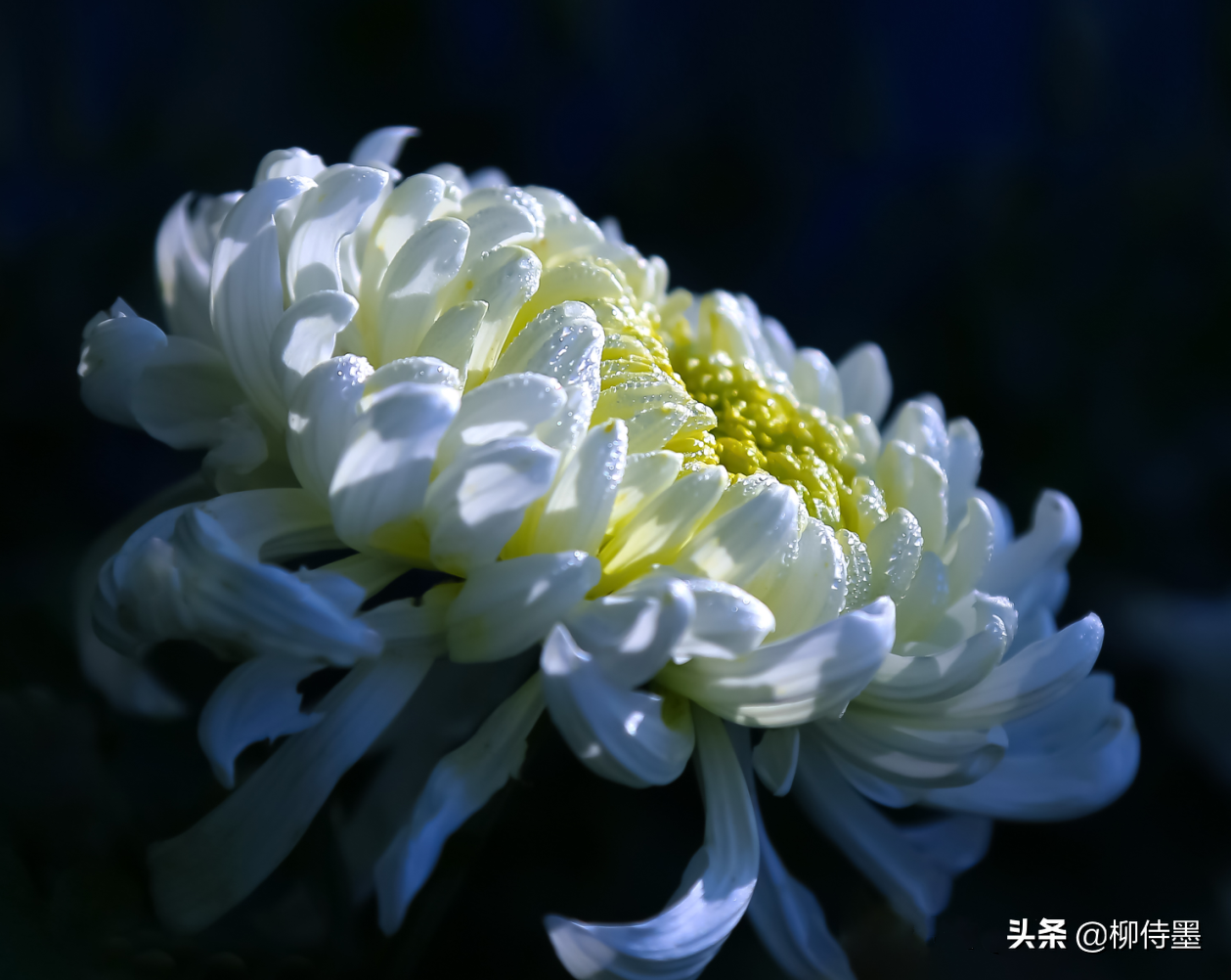 3個簡單的拍照技巧，提高手機攝影照片質(zhì)量，花朵瞬間高大上