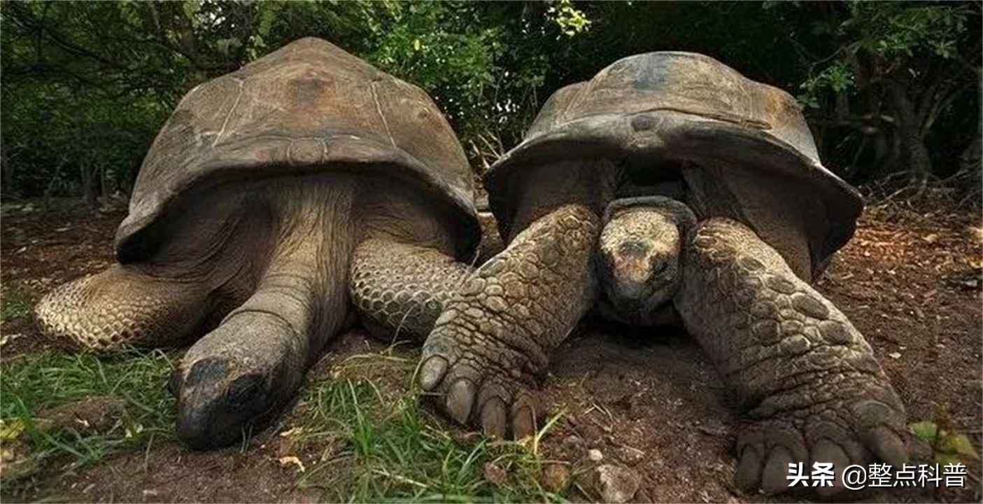 进化论的终极bug：乌龟，如何成为科学家们的“噩梦”？