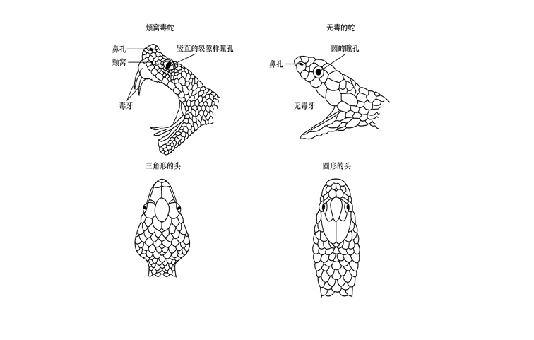 海南男子养蟒蛇26年，蟒蛇为其看家照看小孩，蛇真通人性吗？