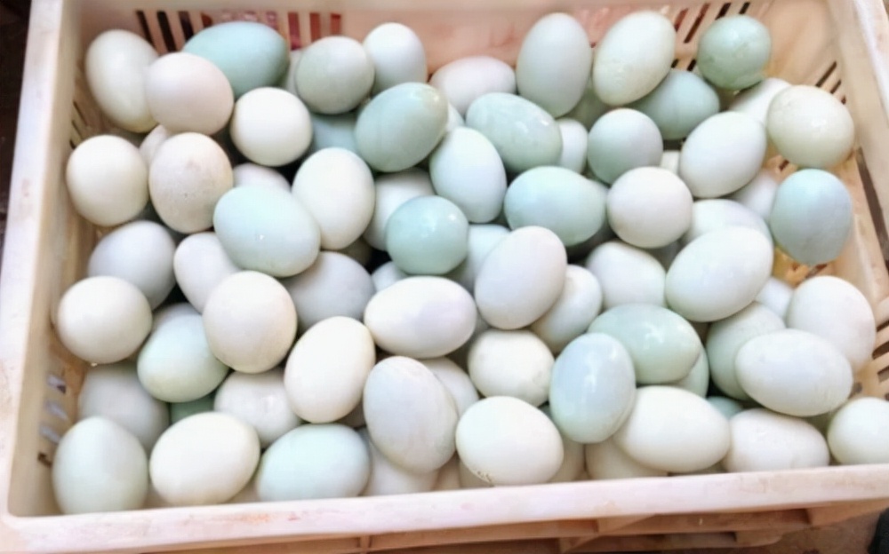 鸡蛋，鸭蛋，鹅蛋，鸽子蛋，鹌鹑蛋，除了大小，差别在哪？