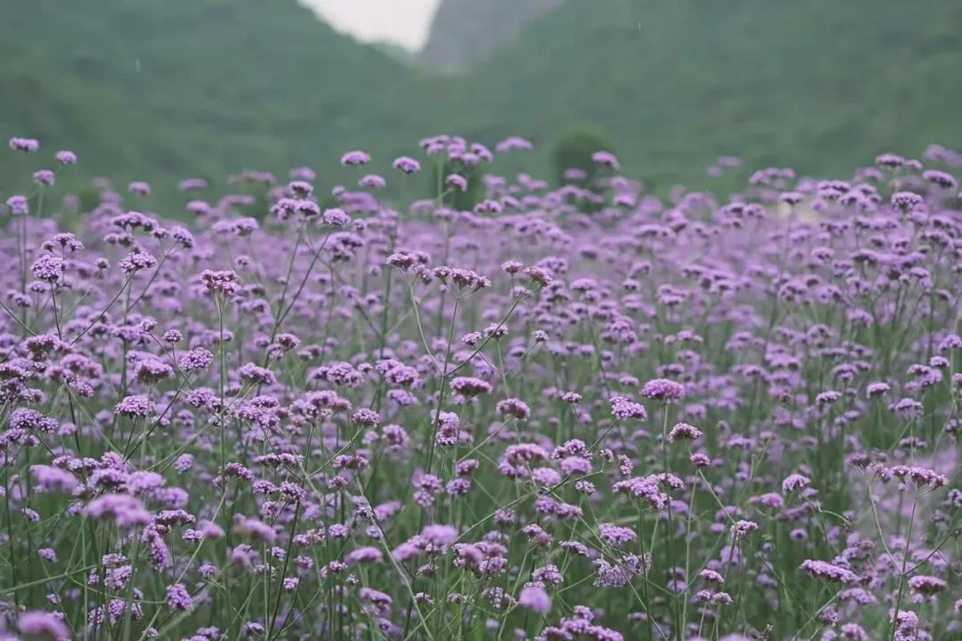 徐霞客在此住了54天，这里是四季花期永不过时的南宁“后花园”……