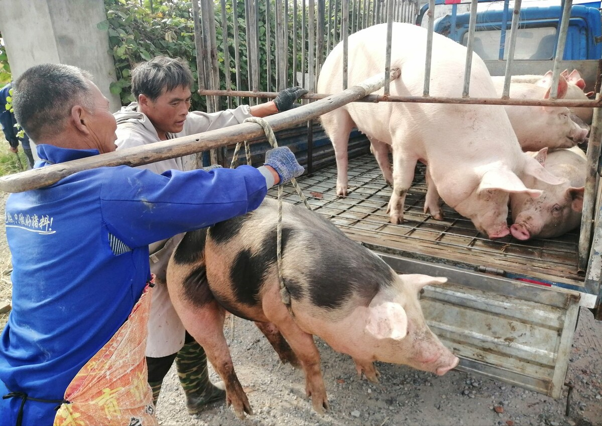 以为猪价会虎到年底，谁料现已“破6入5”，啥时能走出“寒冬”？