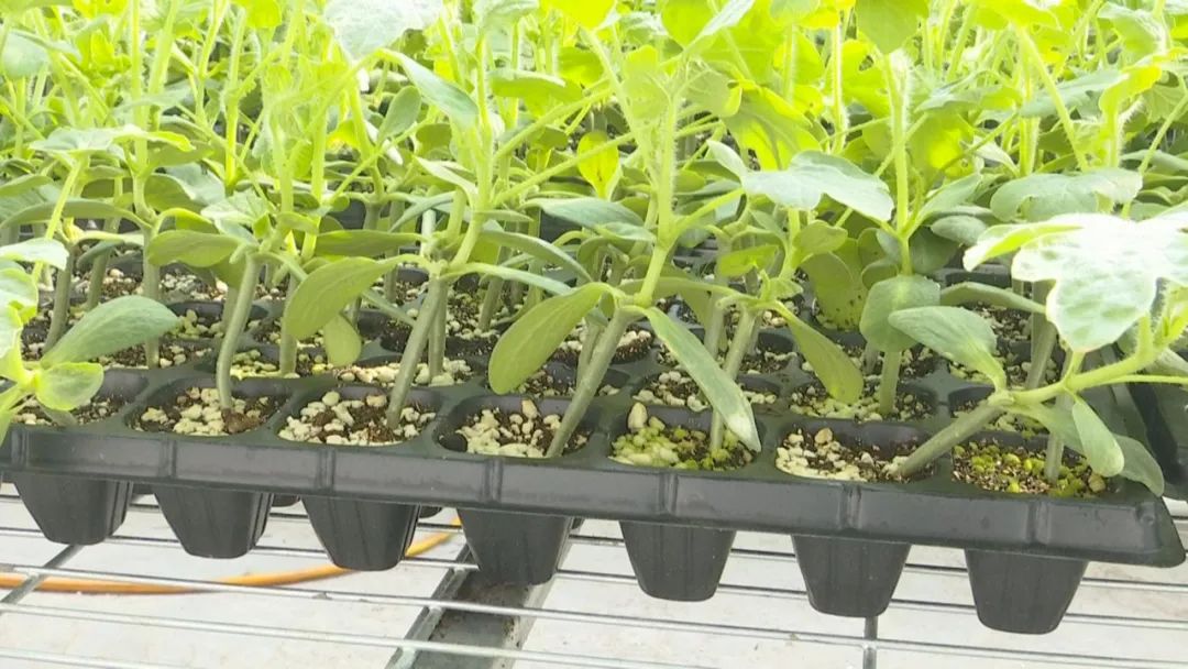 好品山东｜西瓜随便吃，种子得留下！这是啥操作？