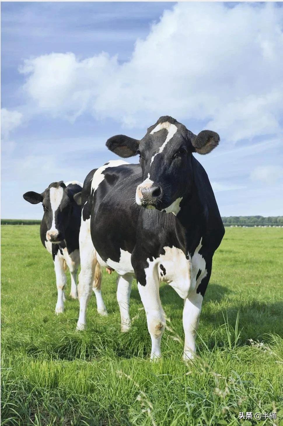 奶牛都是黑白的?有没有公奶牛?奶牛不怀孕就一直产奶吗?