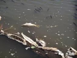 說(shuō)一說(shuō)水中殺手——硫化氫含量超標(biāo)引起魚(yú)類中毒的事