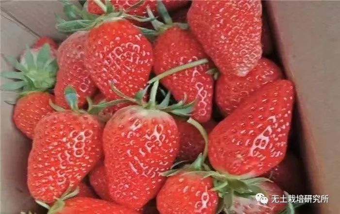 全年结果不断的四季草莓，你更中意哪一种？