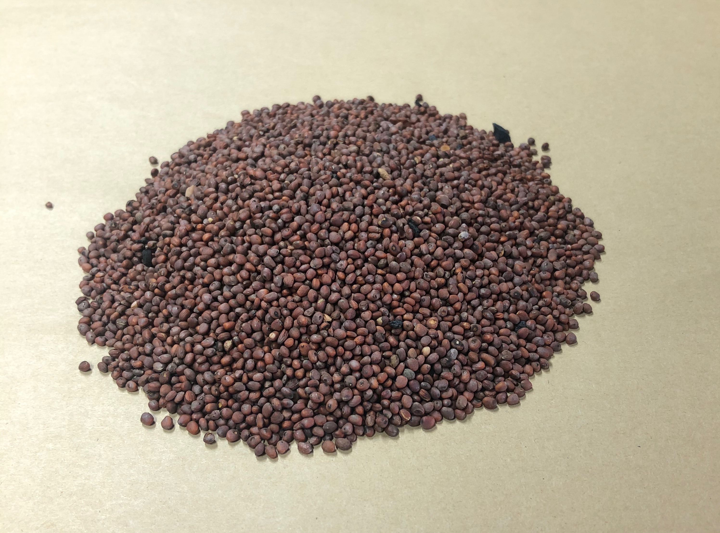 讲一味中药——莱菔子,既能降气消痰,又能除积食