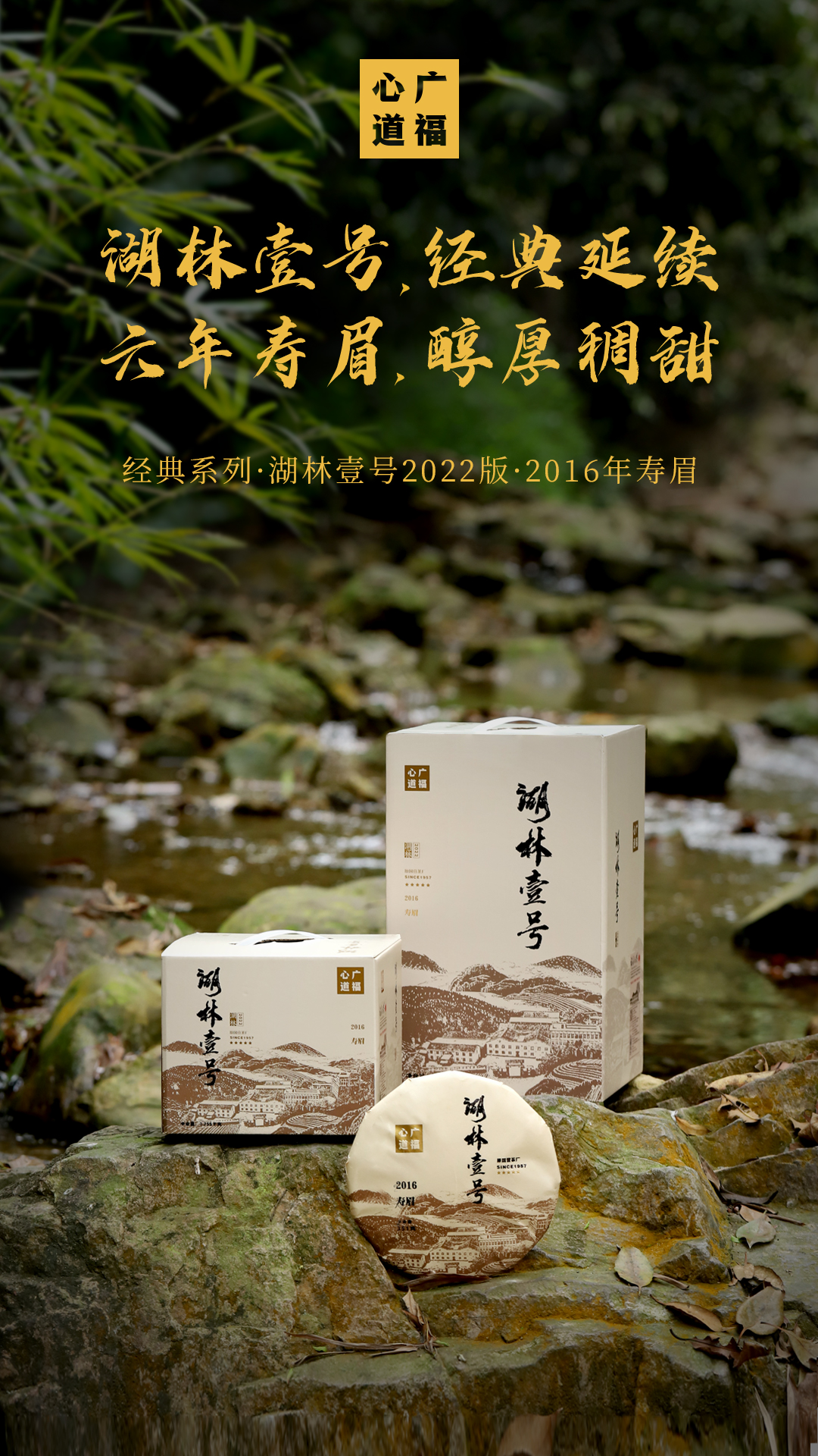 广福心道福鼎白茶湖林壹号上新，心道老茶初门槛，磻溪寿眉真关卡