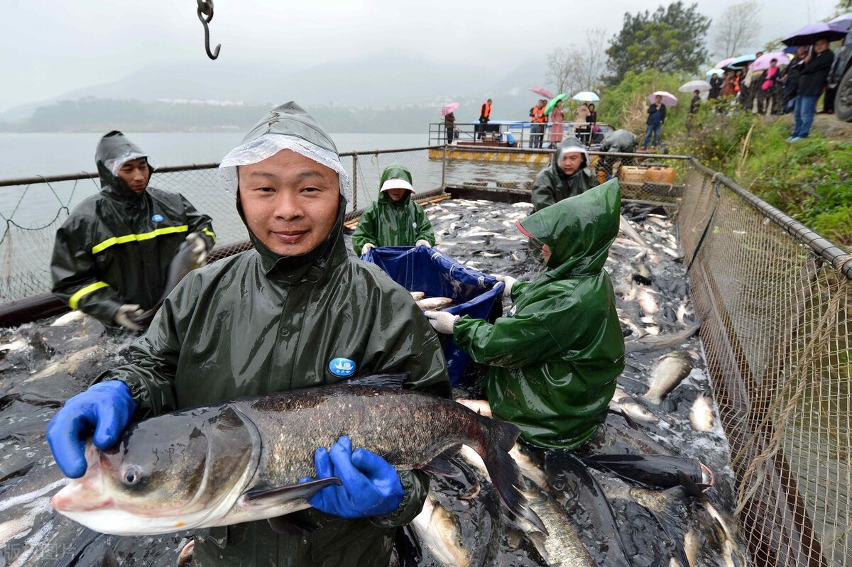 石斑涨7元左右，鮰鱼、草鱼跟涨，生鱼涨破新高，鱼也吃不起？