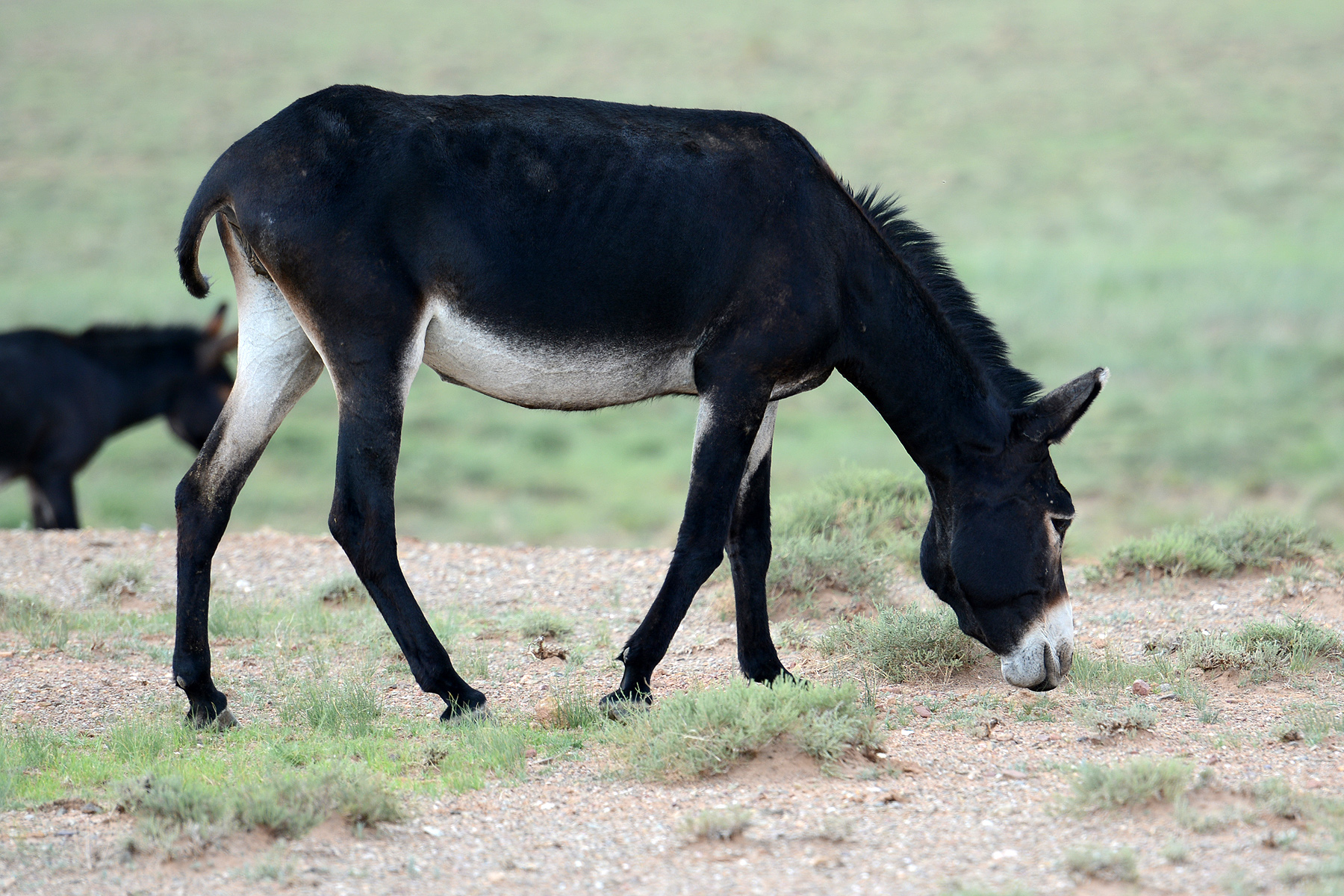 古代奇案:美女遭强盗玷污,多亏毛驴相救,美女却将毛驴扒皮吃肉