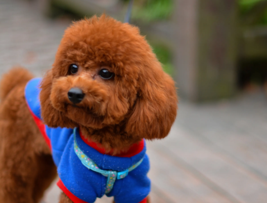 "纯种"泰迪犬,一般都有这6个特征