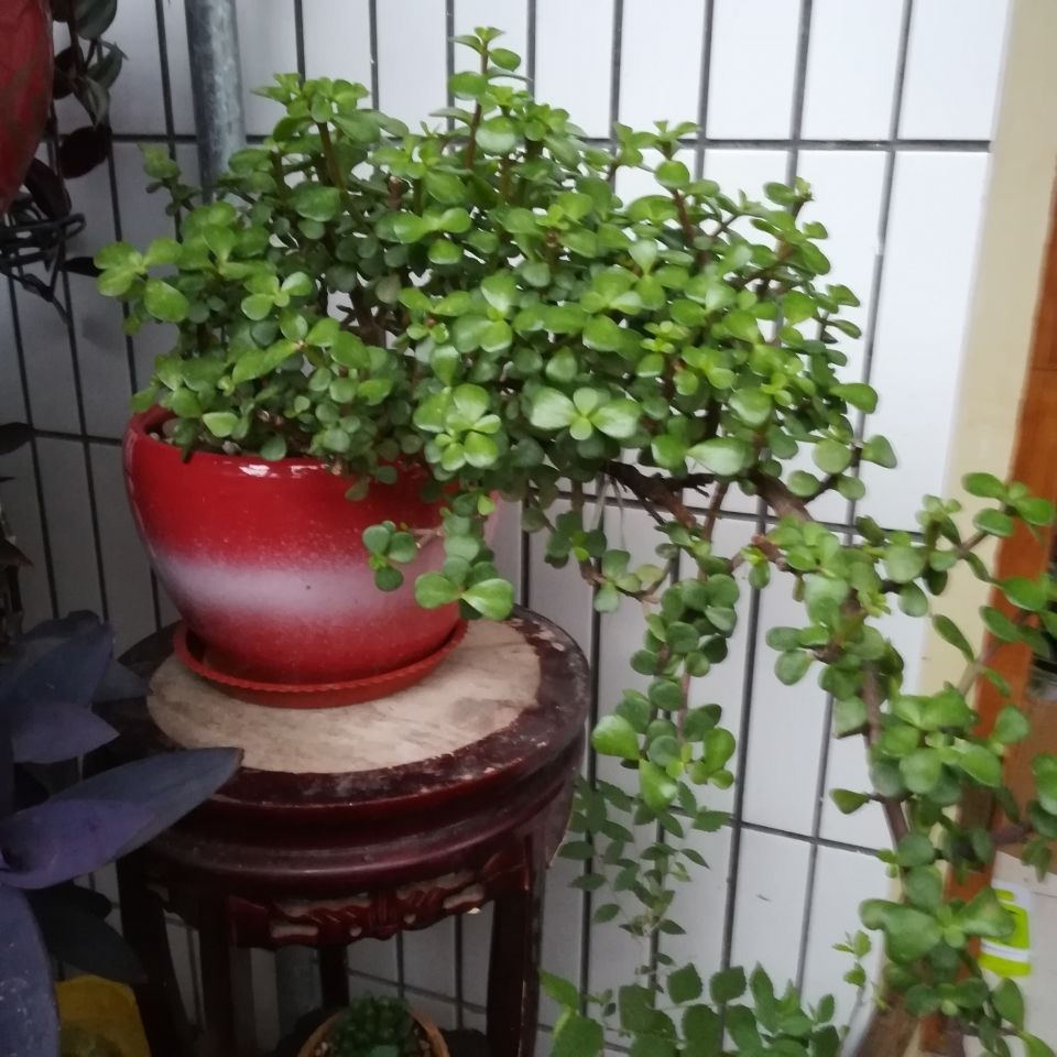 金枝玉叶有七怕，难怪叶子哗哗掉，避开枝叶紧凑，养成老桩镇家宅