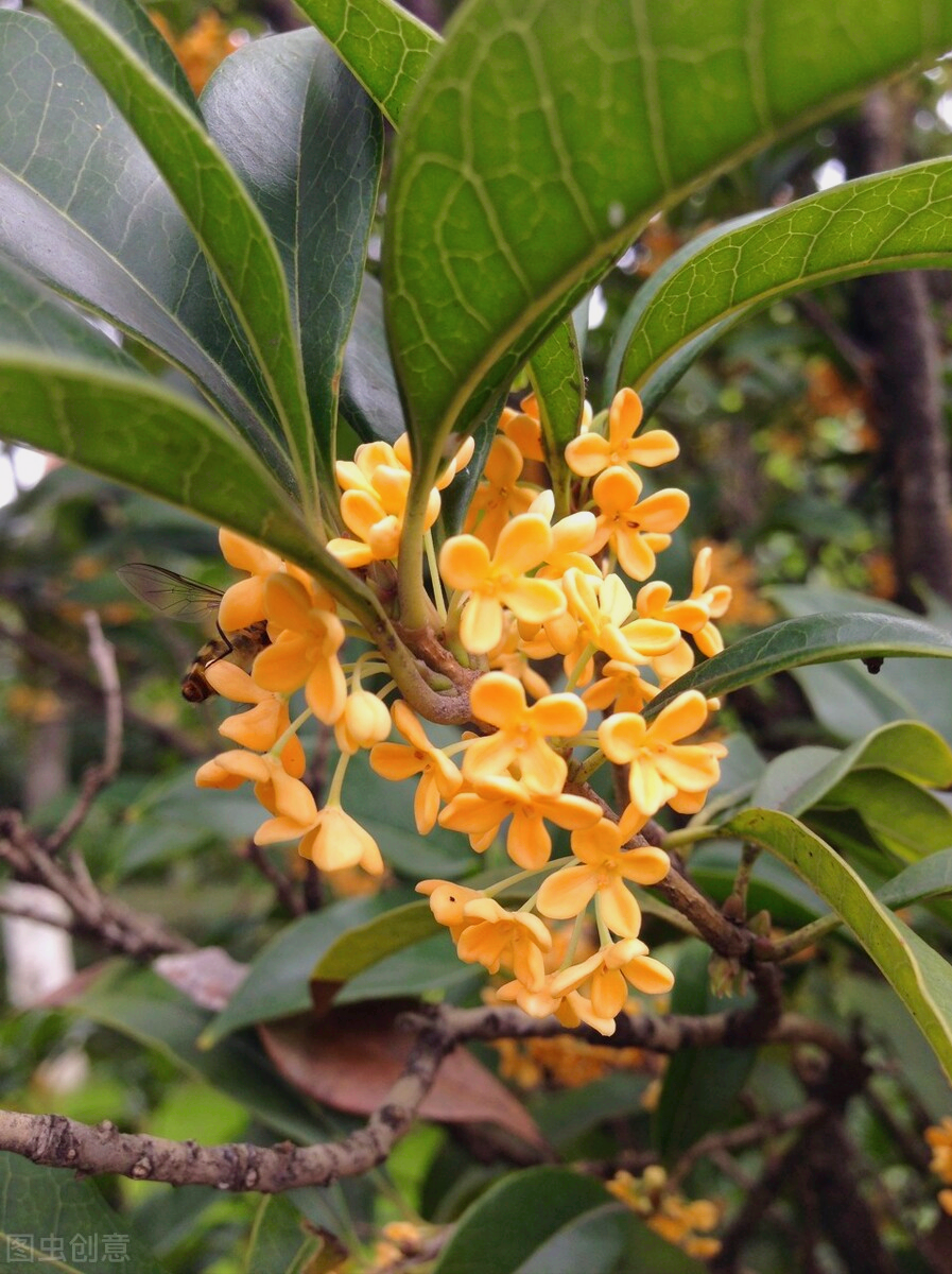 一花一深爱，花海美蓝天，花艳醉春光，花笑荡柔情，人间如仙境