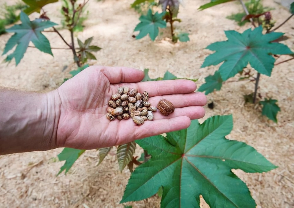 农村8种常见的有毒植物，不能随意采摘来吃，收藏起来并告诉家人