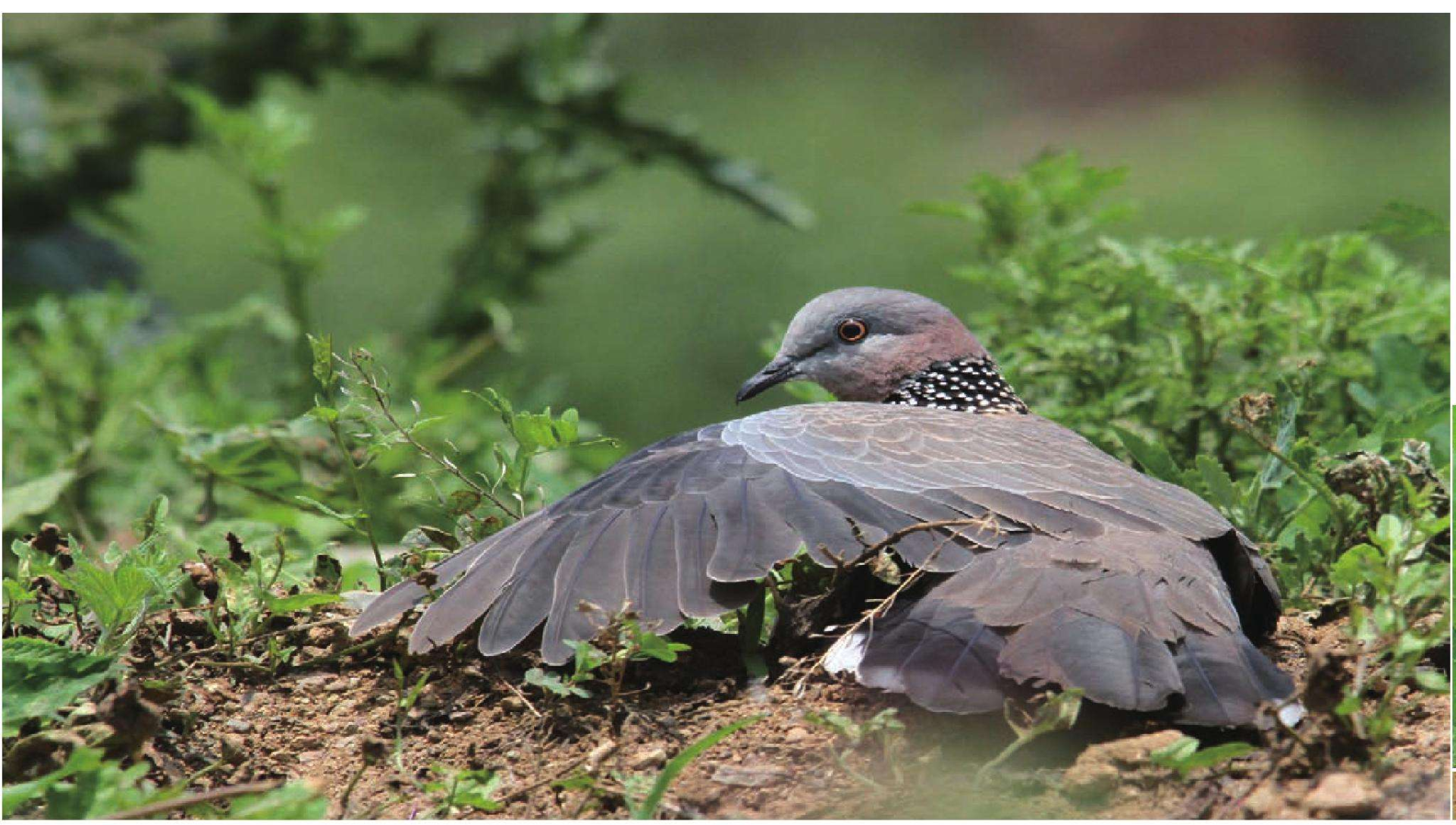 随处可见的斑鸠能吃吗,究竟是害鸟还是益鸟,为何农民不喜欢它?