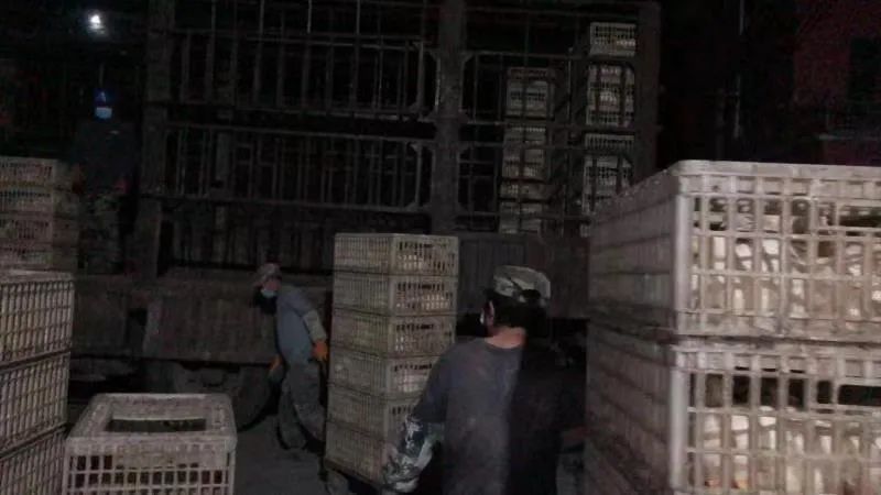 急企业所急 辽阳公安给上百万只出栏鸡“开绿灯”