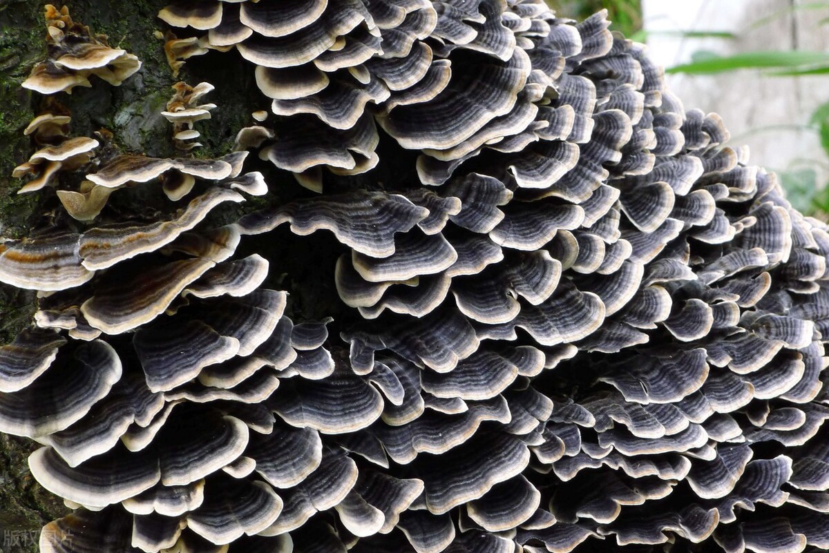 野生灵芝价格多少钱一斤河北村民发现22斤野