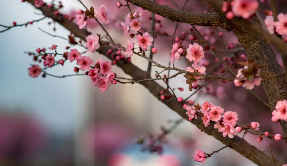 「诗词鉴赏」春日正好，春花烂漫，在古诗词里寻找最美的春日