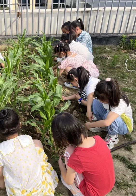 习节气·承传统|记成都高新区朝阳小学丰富多彩的立夏节气主题活动