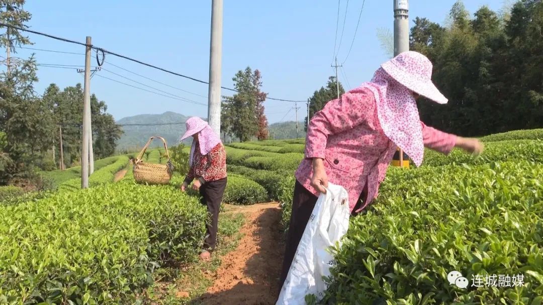 「全面推進鄉村振興」連城宣和：茶園飄香采茶忙
