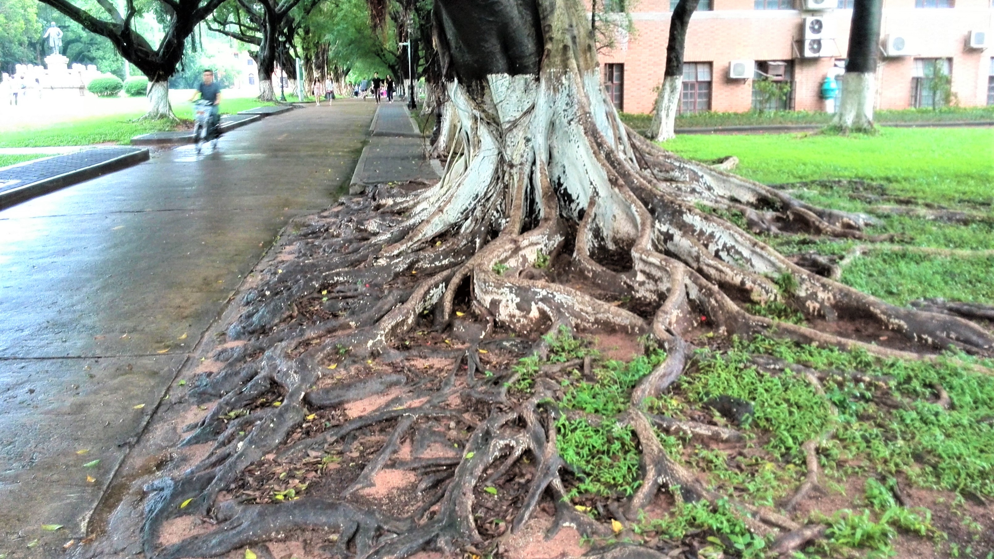中山大学：广东人眼里的华南一霸，知名度不过长江？