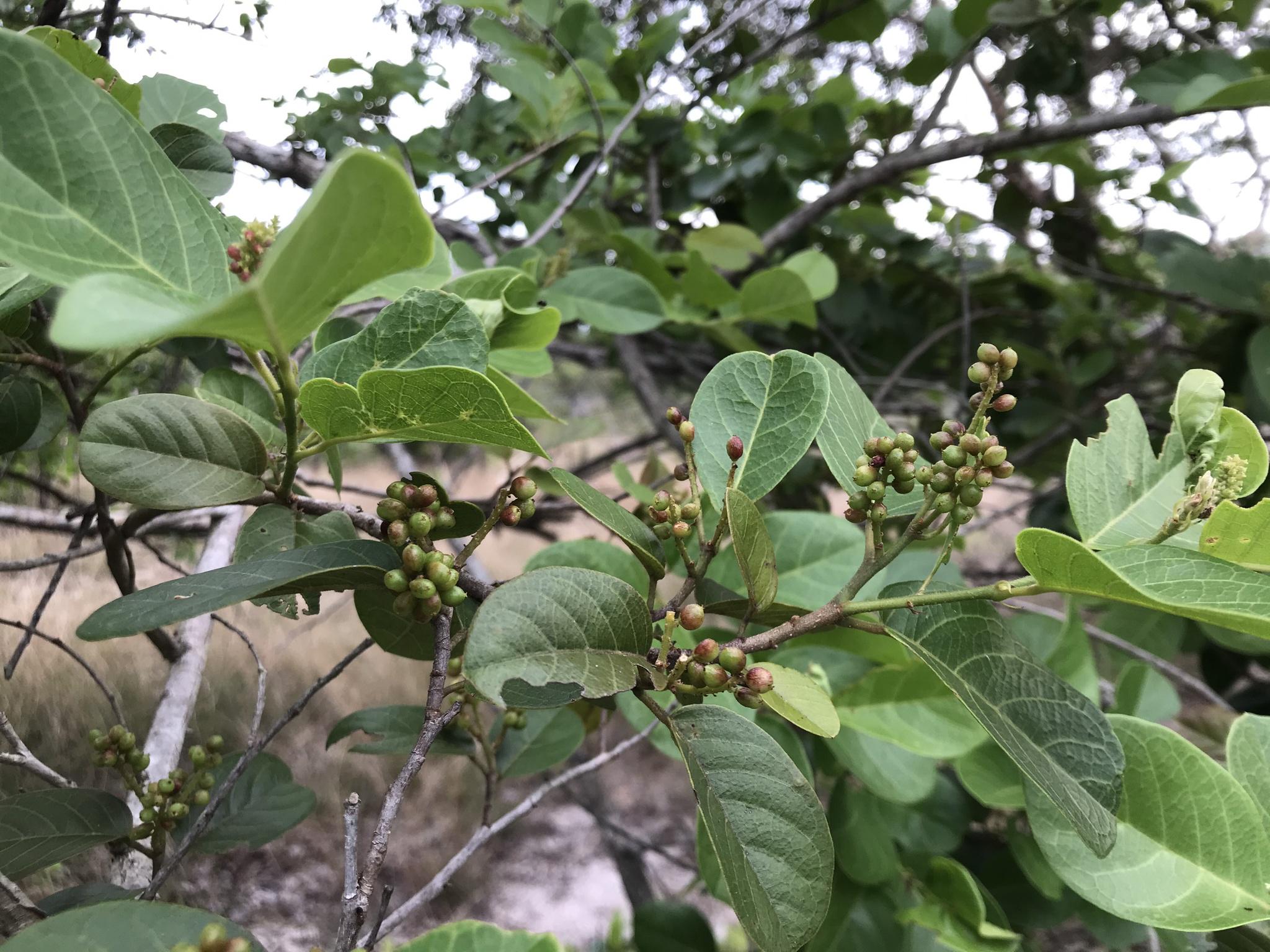 农村山上采摘野水果,看着就想回到童年,你的童年是啥样的呢