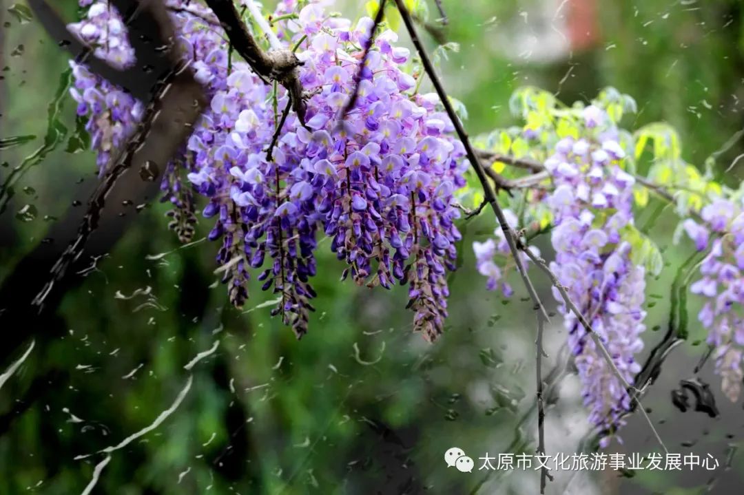 线上展览|“山河春意 锦绣太原——花的世界”主题摄影线上图片展（十五）