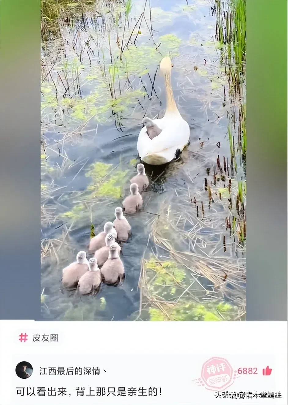 搞笑聊天：王大爷这次找对律师了