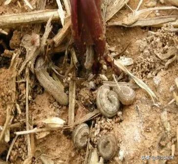 二点委夜蛾研究再创新 生态调控措施普及推广